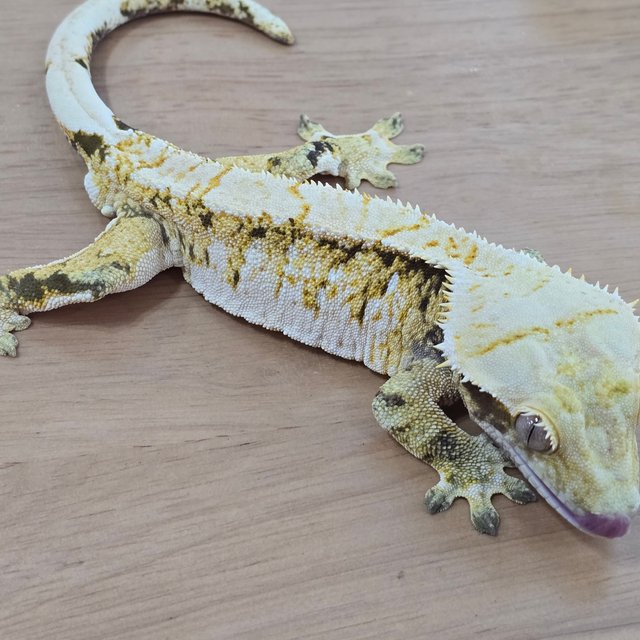 트라이 화이트스팟