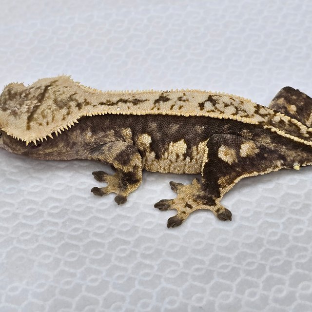 노멀 트라이 쿼드 핀스트라이프