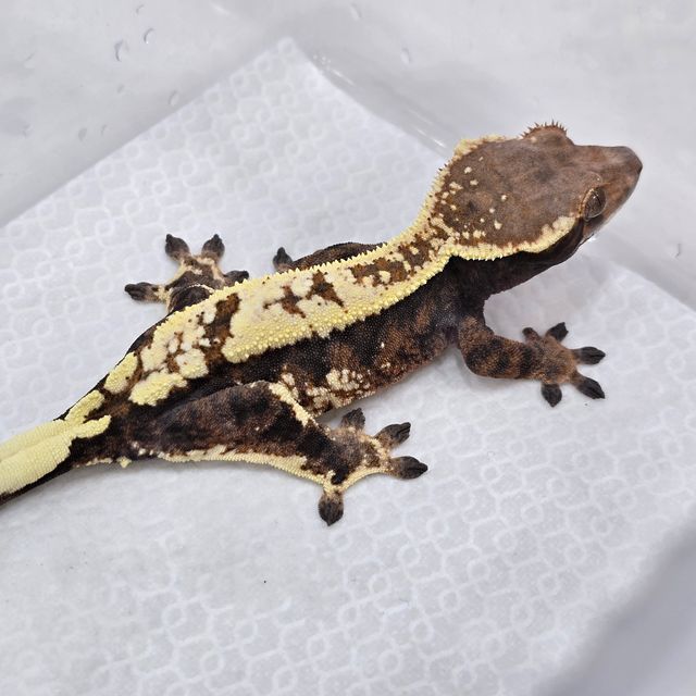 카푸치노