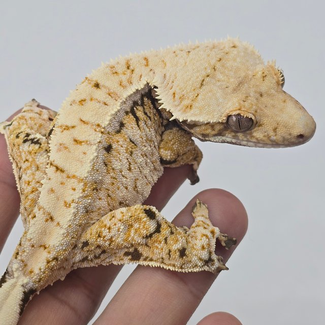 트라이 드리피 화이트스팟