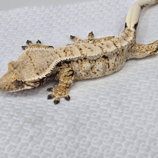 트라이 드리피 화이트스팟