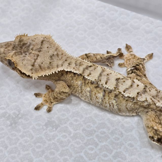 크림시클 화이트스팟