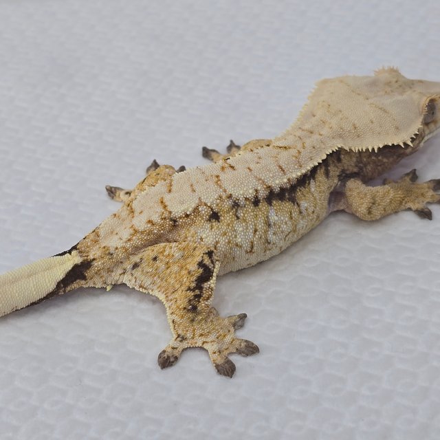 트라이 드리피 화이트스팟