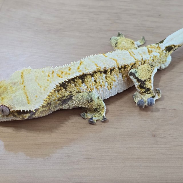 트라이 화이트스팟