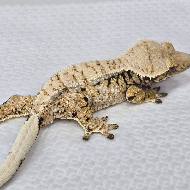 트라이 드리피 화이트스팟