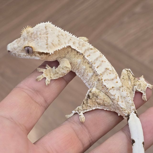 크림시클 화이트스팟