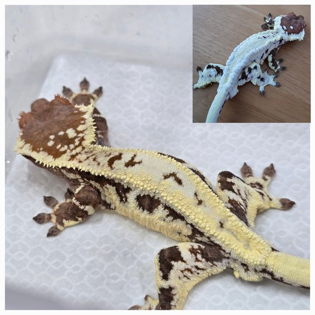 레드 프라푸치노