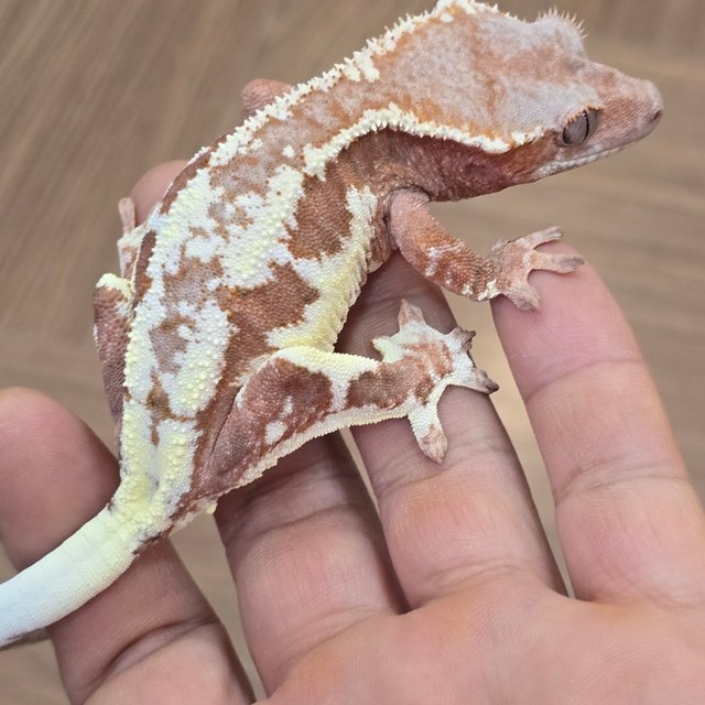 레드 프라푸치노