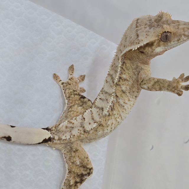 크림시클 화이트스팟