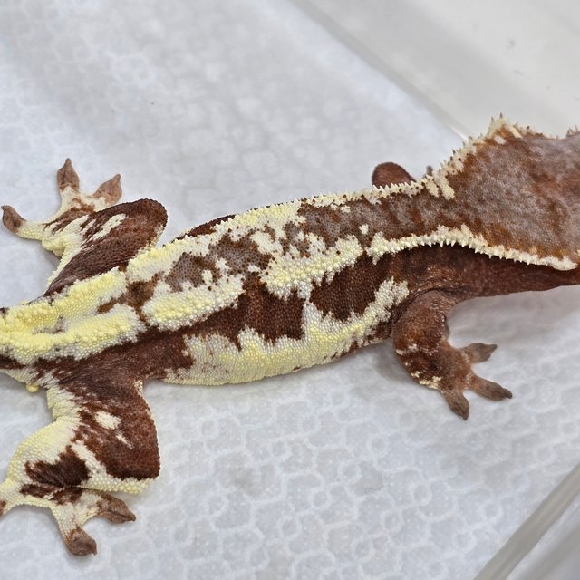 레드 프라푸치노