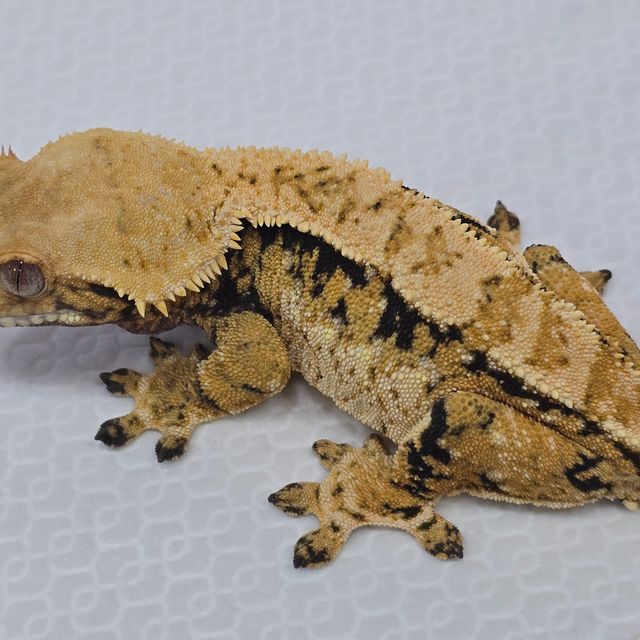 트라이 화이트스팟