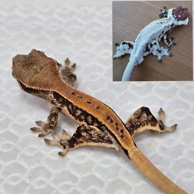 릴리화이트 핀스트라이프