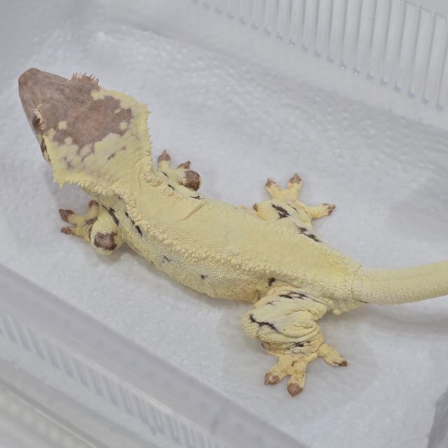프라푸치노