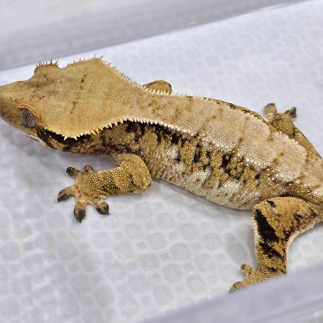 노멀 트라이 익스트림할리퀸 드리피 화이트스팟