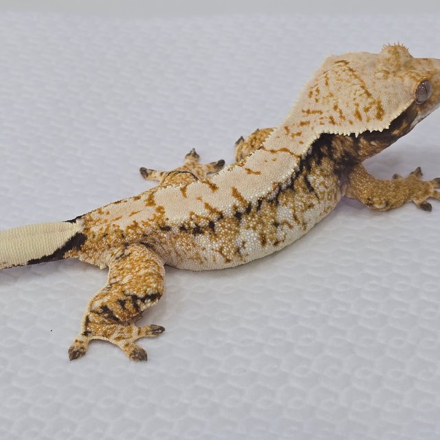 트라이 드리피 화이트스팟