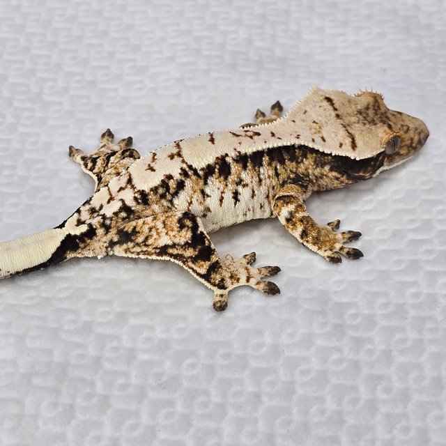 트라이 드리피 화이트스팟