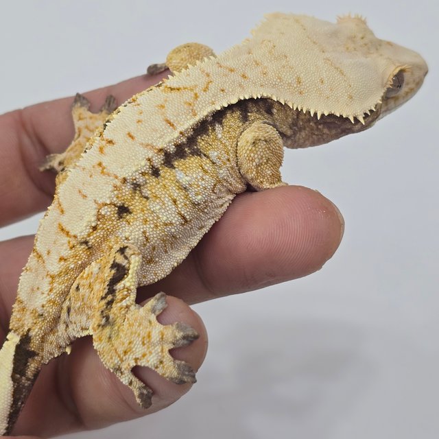 트라이 드리피 화이트스팟