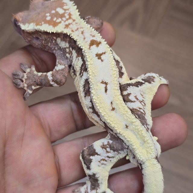 프라푸치노