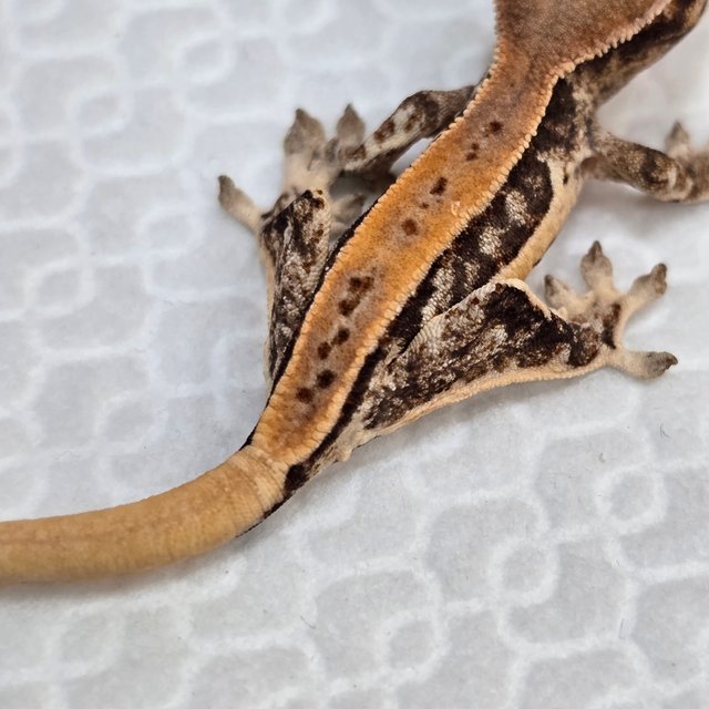 릴리화이트 핀스트라이프