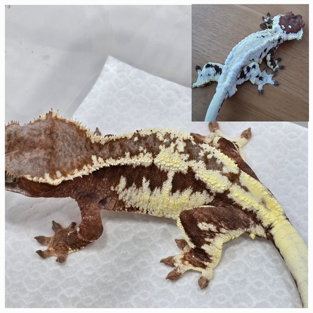 레드 프라푸치노