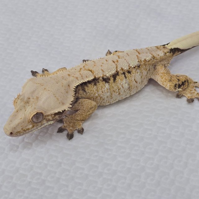 트라이 드리피 화이트스팟