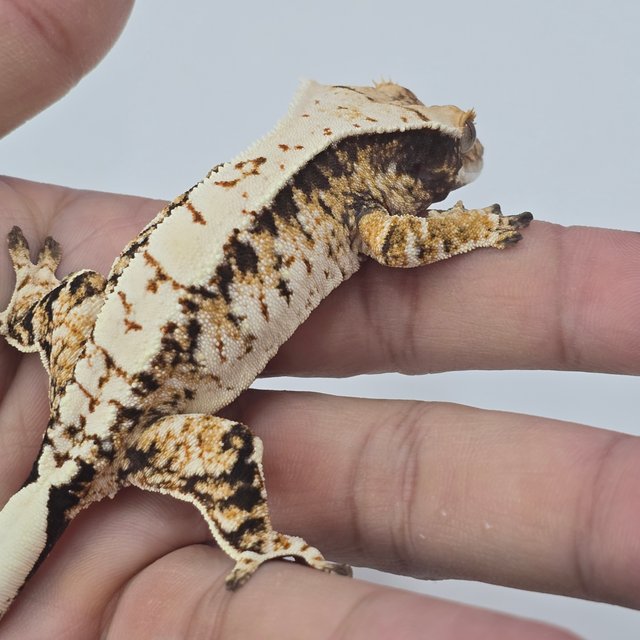 트라이 드리피 화이트스팟