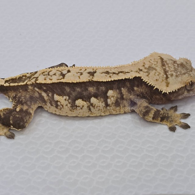 노멀 트라이 쿼드 핀스트라이프