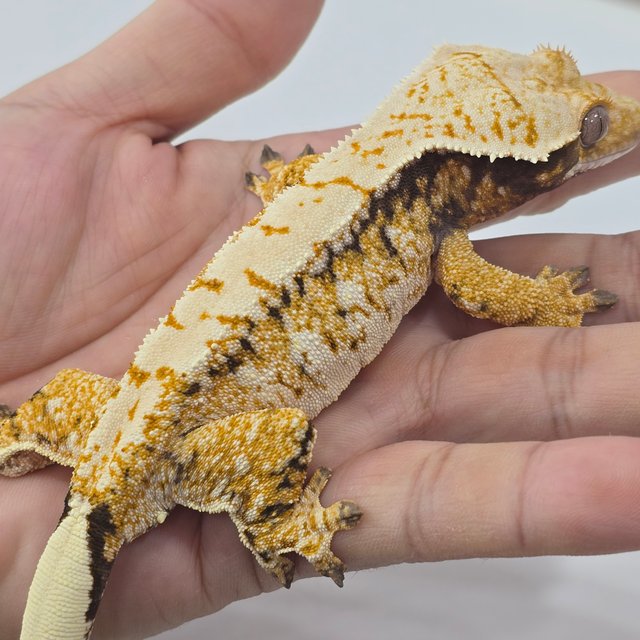 트라이 드리피 화이트스팟