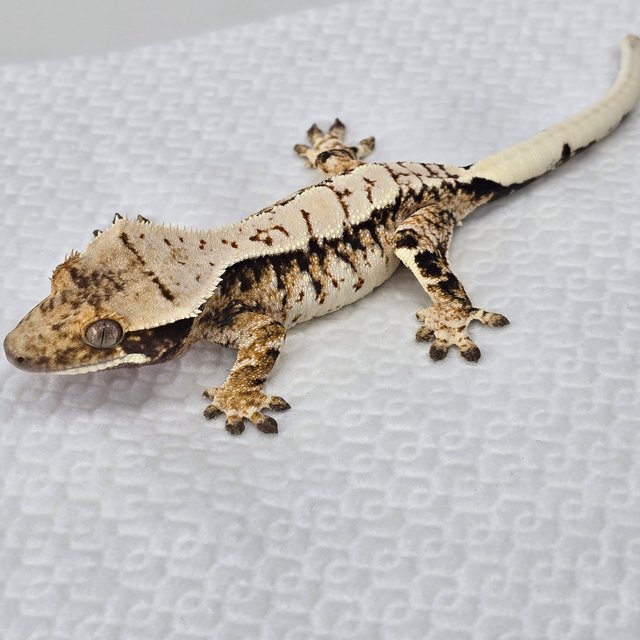 트라이 드리피 화이트스팟