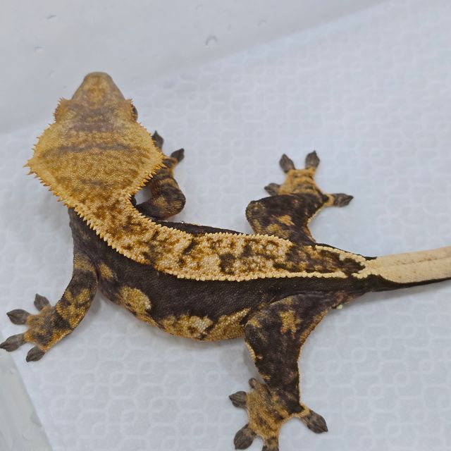 트라이