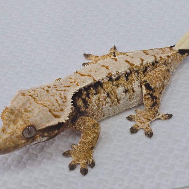 트라이 드리피 화이트스팟