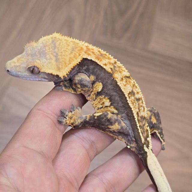 트라이
