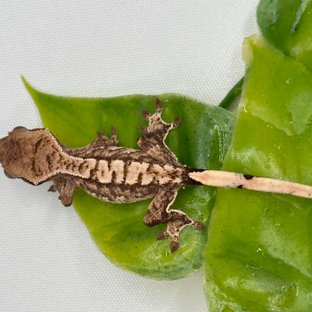 노멀 트라이 익스트림할리퀸 화이트스팟