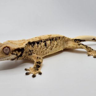 노멀 트라이 드리피 익스트림할리퀸