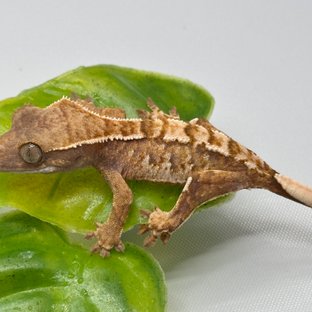 노멀 트라이 익스트림할리퀸