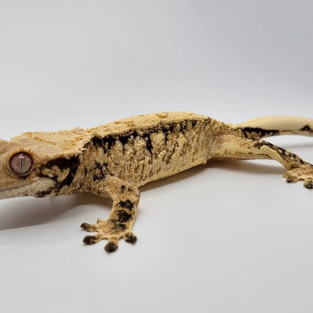 노멀 트라이 드리피 익스트림할리퀸