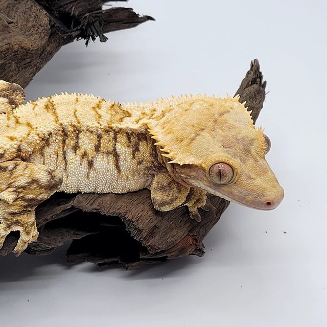 노멀 익스트림할리퀸 트라이 텐저린