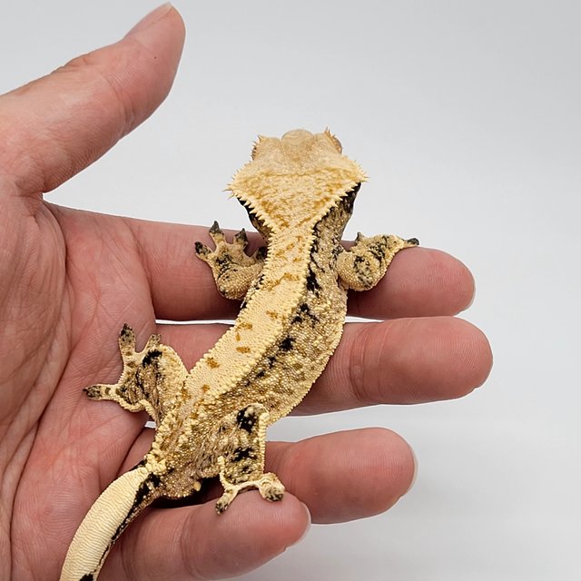 노멀 트라이 드리피 익스트림할리퀸