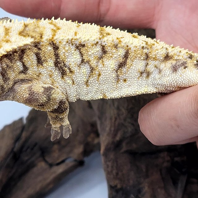 노멀 익스트림할리퀸 트라이 텐저린