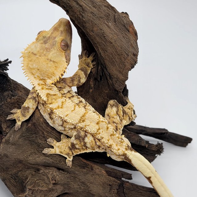 노멀 익스트림할리퀸 트라이 텐저린