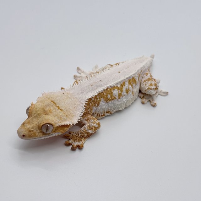 릴리화이트 크림시클