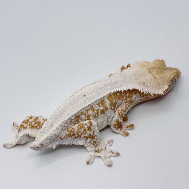 릴리화이트 크림시클