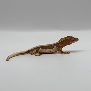 텐저린 릴리화이트