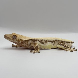 릴리화이트 풀핀 드리피 화이트스팟 트라이