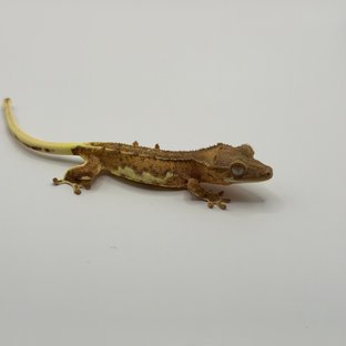 크림시클 팬텀 릴리화이트