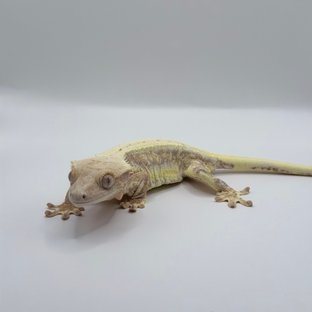 텐저린 릴리화이트