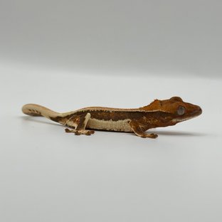 텐저린 풀핀 솔리드백 릴리화이트 화이트핀