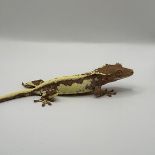 스트로베리 크림 프라푸치노