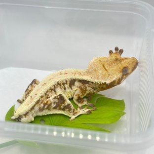 릴리화이트 풀핀 드리피 화이트스팟 트라이