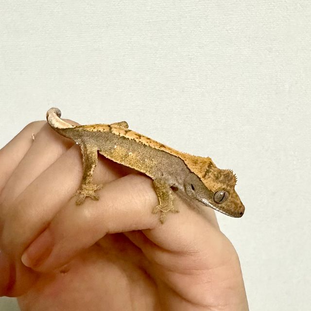 노멀